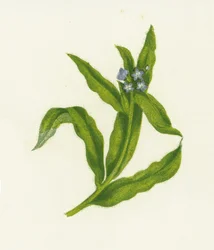 Kleine Ossentong